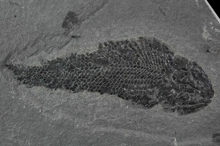 Devonian Lobed-Fin Fish (Osteolepis) - Scotland #93947